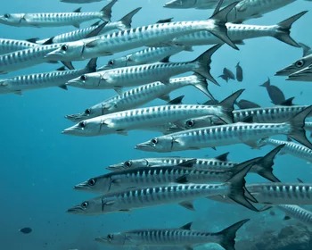 Barracuda