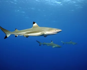 Blacktip Reef Shark