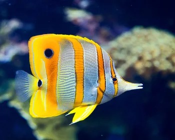 Butterflyfish