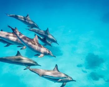 Dolphins