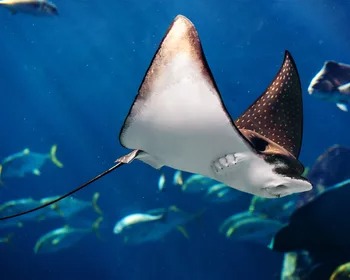 Eagle Ray