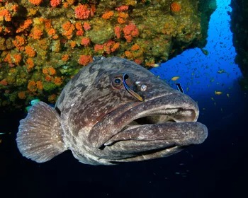 Grouper