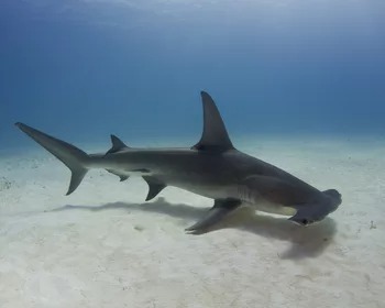 Hammerhead Fish