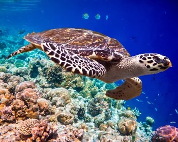 Hawksbill Turtle