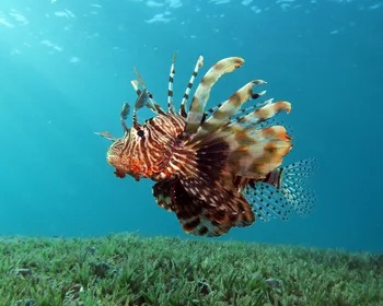 Lionfish
