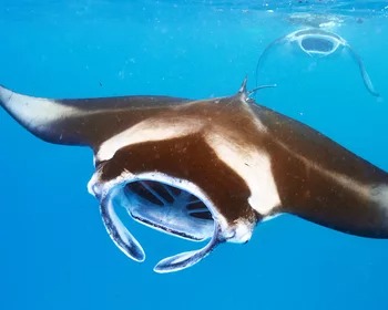 Manta Ray