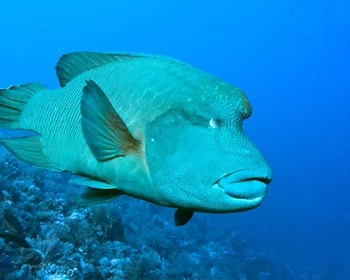 Napoleon Fish