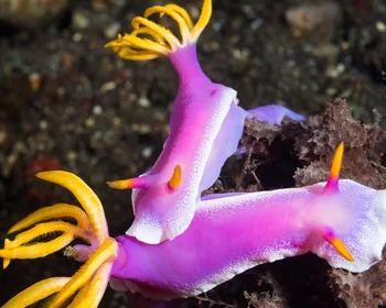 Nudibranch