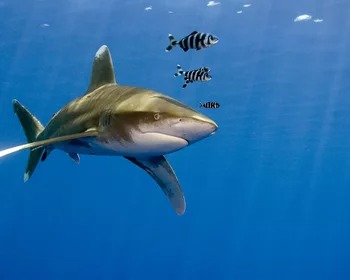 Oceanic Whitetip Shark
