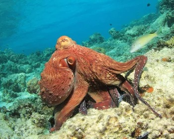 Octopus