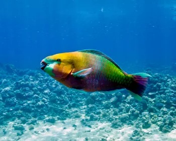 Parrotfish