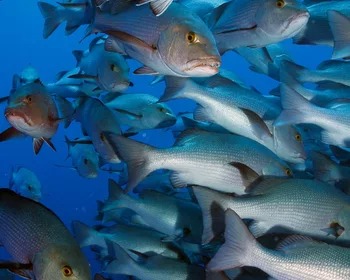 Snapper