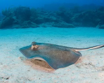Sting Ray