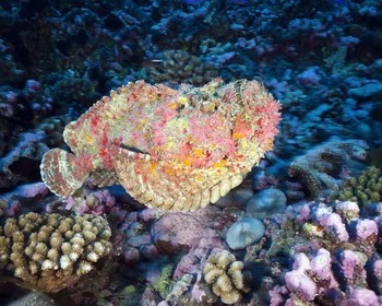 Stonefish