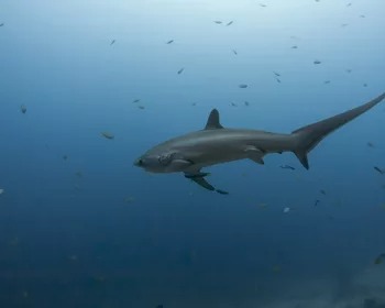 Thresher Shark