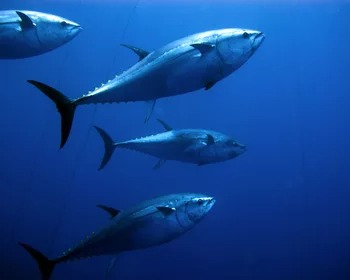Tuna