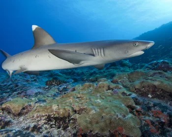 Whitetip Reef Shark